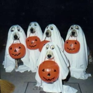 Halloween: Disfraces Para Perros